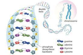 Deoxyribonucleic Acid

* genetic material for all living things
* formed in the nucleus
* double helix
* made of phosphate and sugar
  * sides of the ladder
* paired bases
  * Adenine and Thynine (AT)
  * Guanine and Cytosine (GC) 