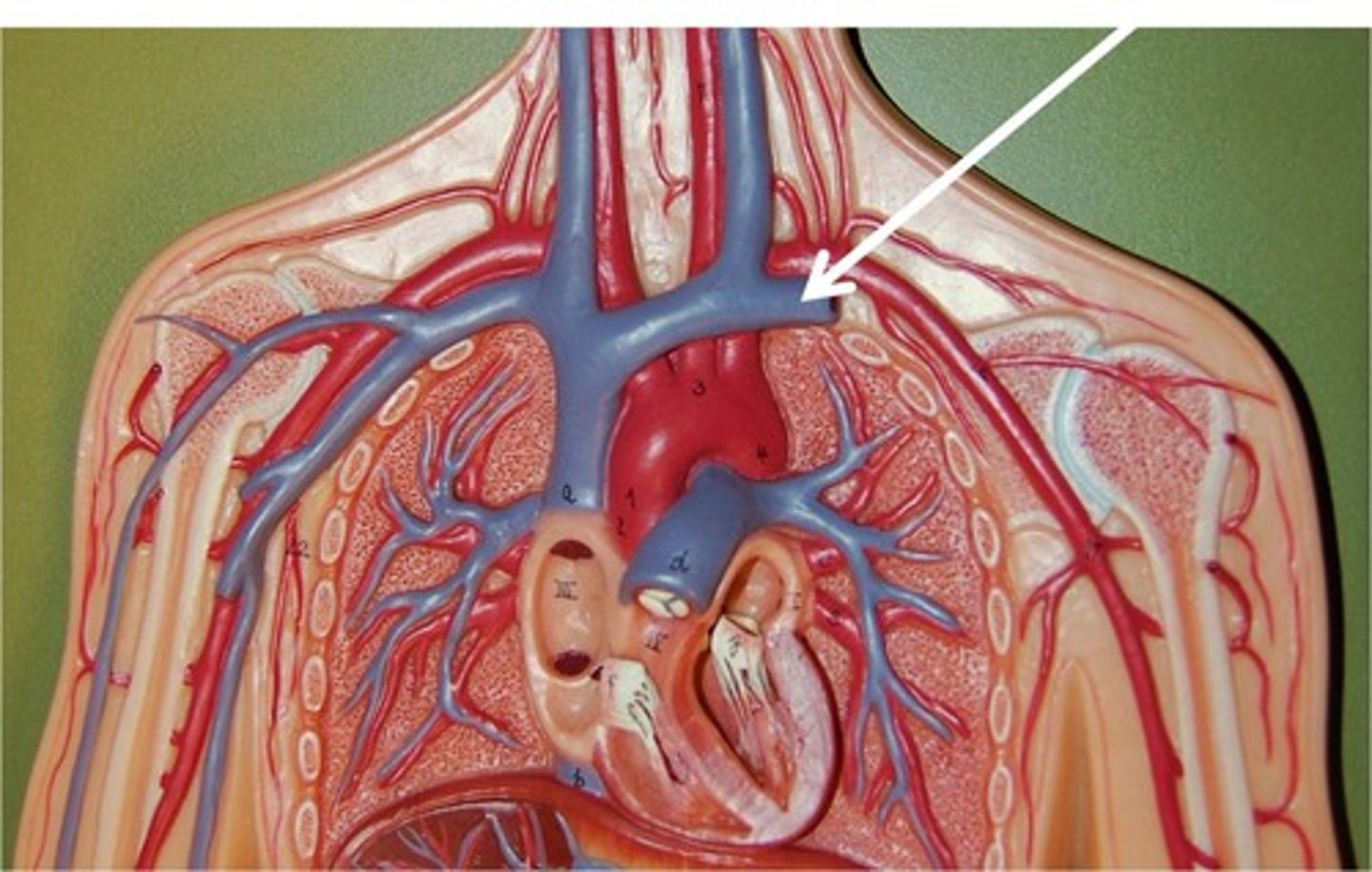 <p>a blood vessel that carries (low oxygen) blood to the heart</p>