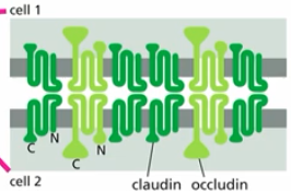 <p>monomers of tight junction (many rows make up a )</p><p>TM proteins that form homophilic interactions with their extacellular domains to directly link adjacent cells</p>