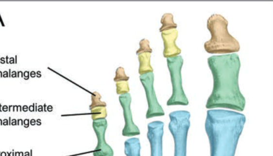<p>Phalanges (foot)</p>