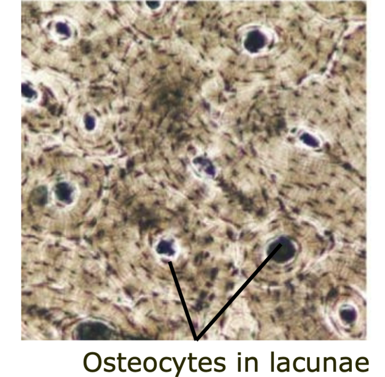 Contains osteocytes 