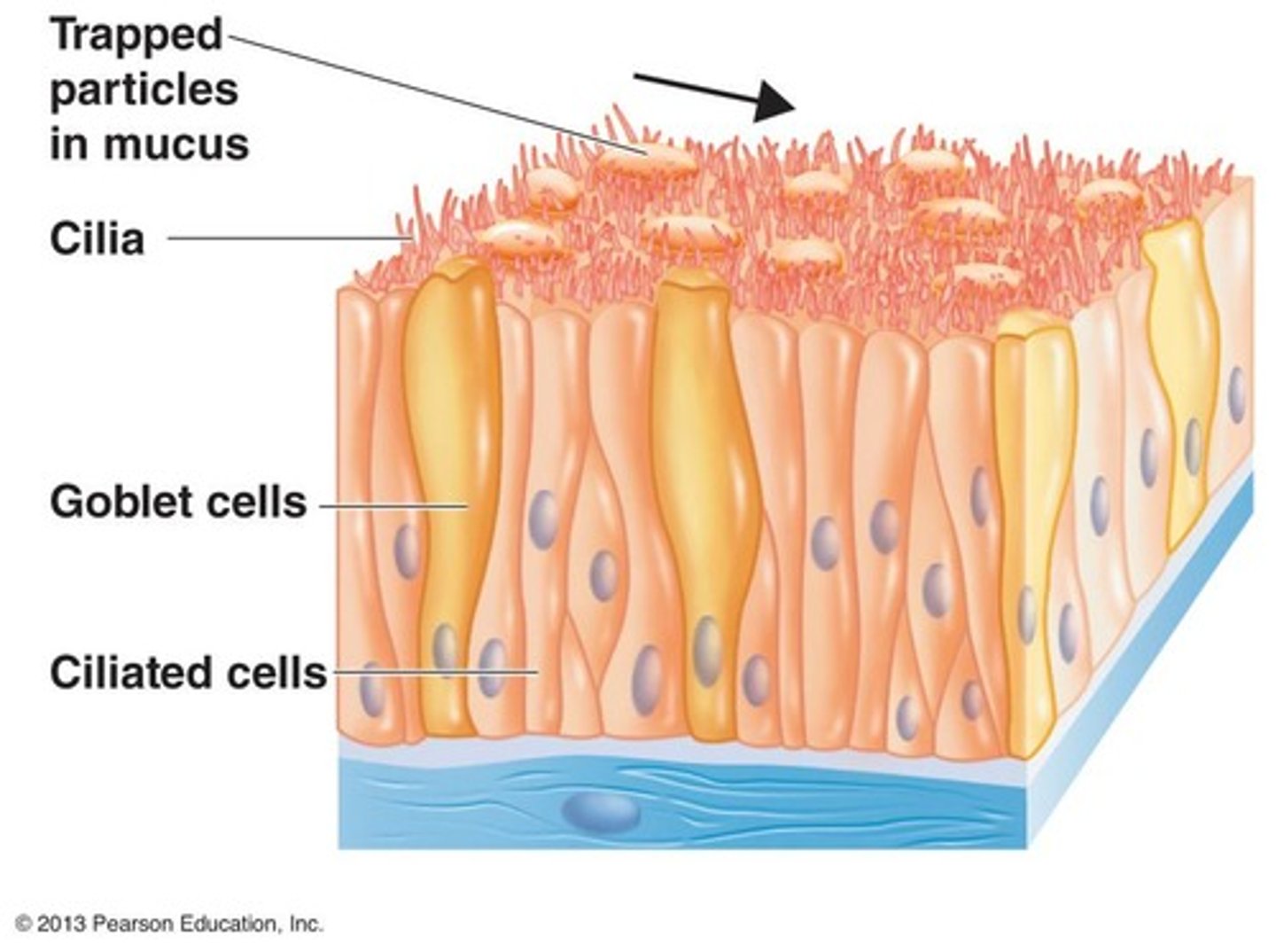 <p>Specialized cells that secrete mucus (glycoprotein)</p>