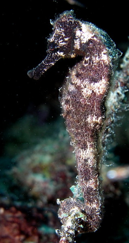 <p>Phylum, subphylum, class?</p>