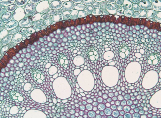 <ul><li><p>tissue of flowering plants contains sugar-conducting cells, sieve tube cells which lack a nucleus, paired with smaller nucleated companion cells that controll metabolic functions of sieve tube cells. </p></li></ul><p></p>