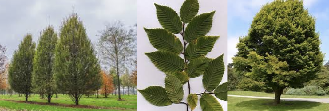 <p>European Hornbeam</p>