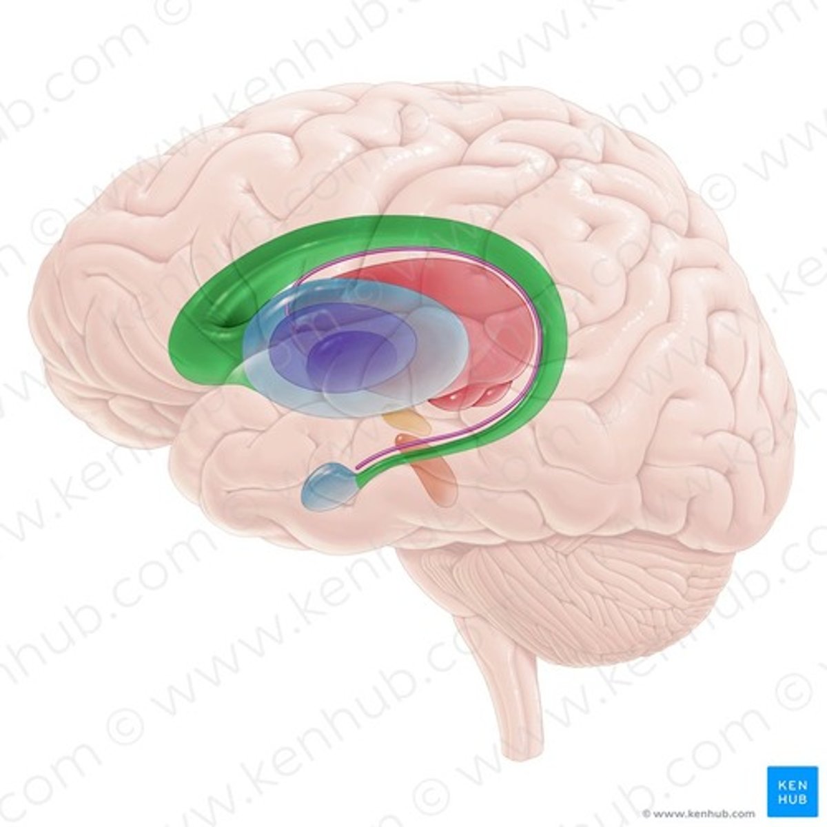 <p>głowa, trzon, ogon</p>