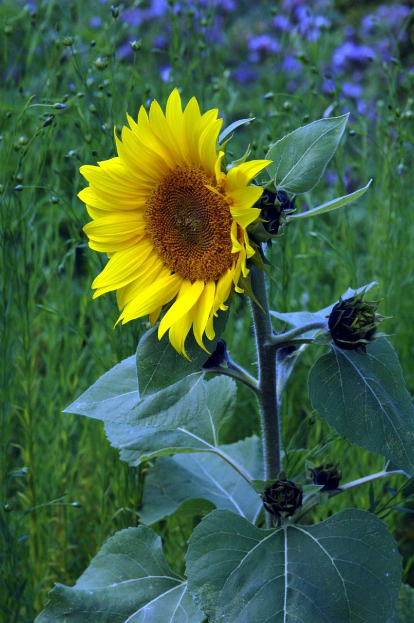 <p>Isoauringonkukka</p>