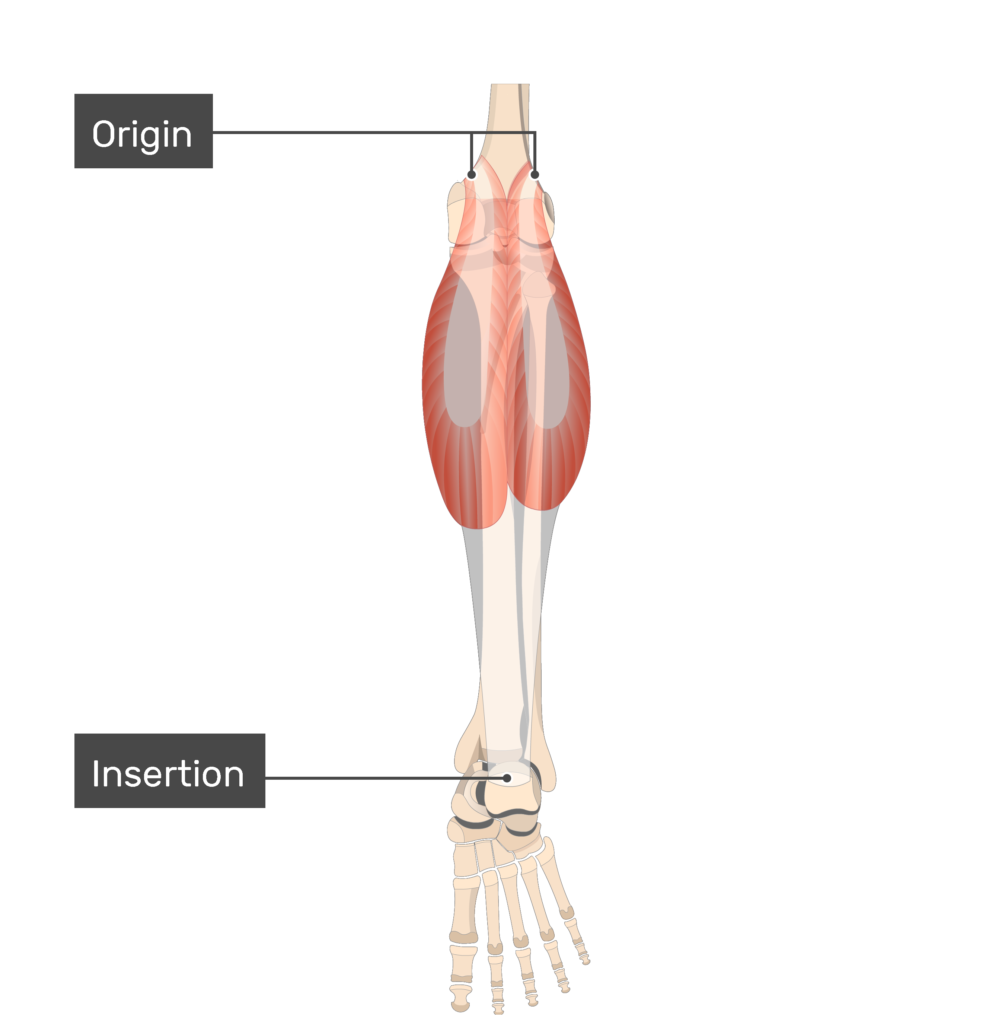 <p>What muscle group is this? </p>