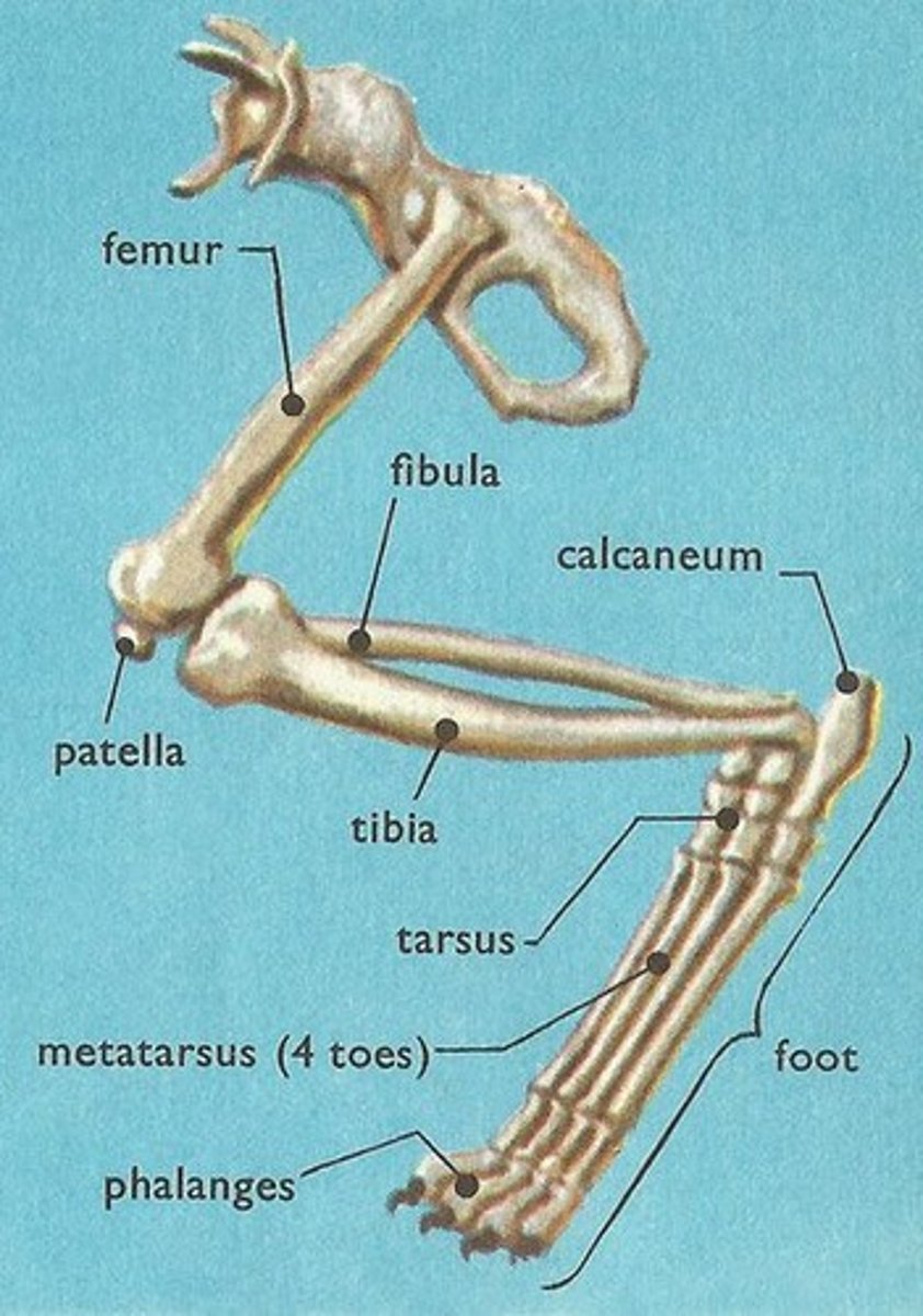 <p>ungicular process</p><p>phalanges (distal, middle and proximal)</p><p>sesamoid bones</p><p>metatarsals</p><p>tarsals</p>