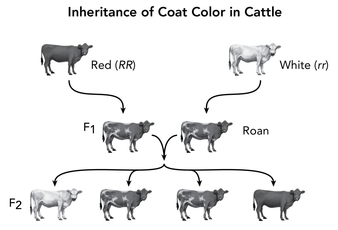 <p>In cattle, if a red cow is crossed with a white bull, a mixture of red and white color, called roan, is produced in the F1 generation. Crosses between animals in the F1 generation produce white, roan, and red cattle in the F2 generation.</p><p></p><p>What is the pattern of inheritance shown in these types of cattle?</p><p>Responses</p><p></p><p>a.simple dominance</p><p></p><p>b.codominance</p><p></p><p>c.incomplete dominance</p><p></p><p>d.polygenics</p><p></p>