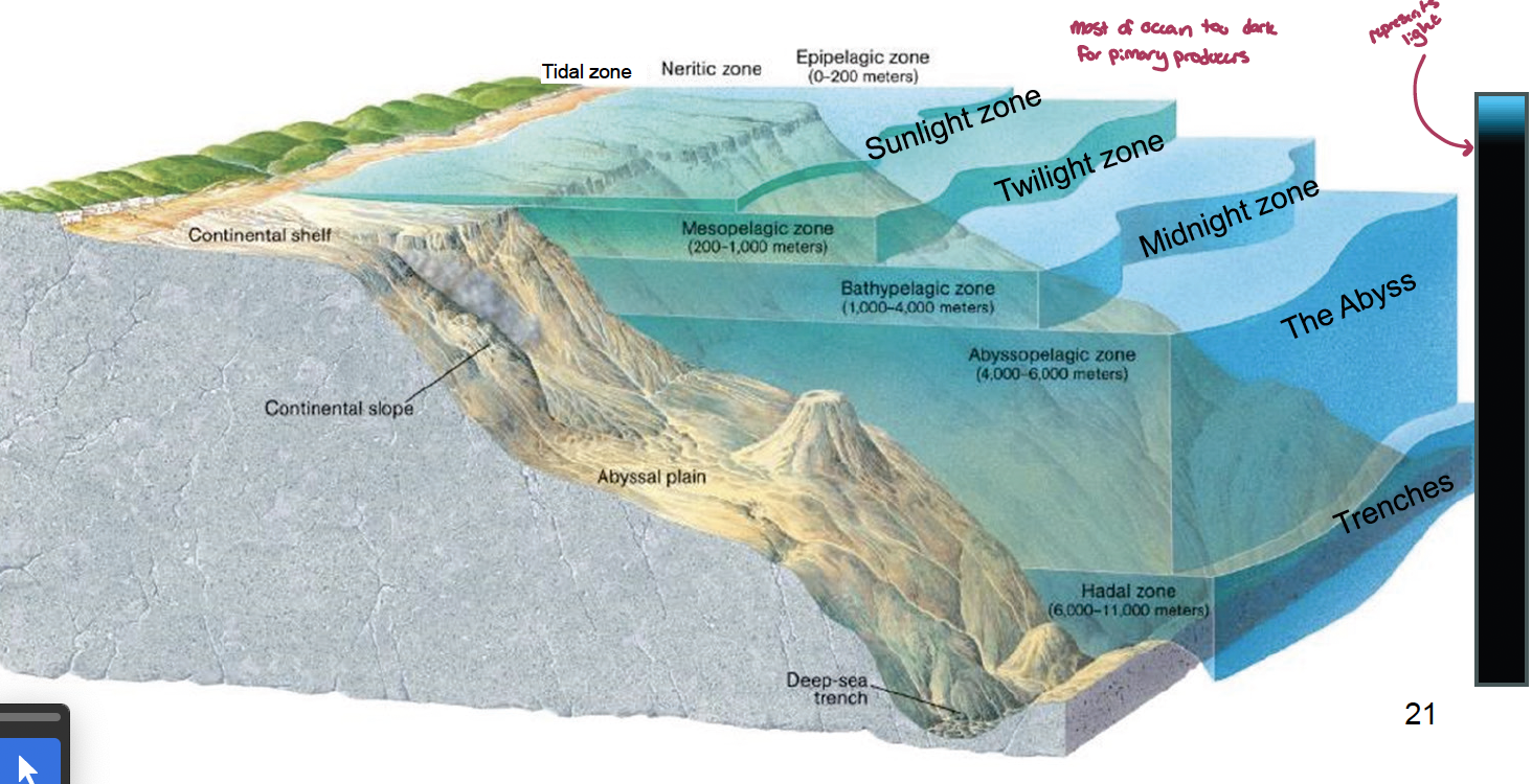 <p>zonation is determined by two factors: </p><ol><li><p>depth of pycnocline: affects mixing, temperatures, salinity, dissolved oxygen</p></li><li><p>depth of light penetration: affects how much oxygen verses carbon dioxide is in the water</p></li></ol><p></p><p><u>zones of the ocean</u></p><ol><li><p>sunlight zone (tidal zone + neritic zone = epipelagic zone; 0-200 m)</p></li><li><p>twilight zones (mesopelagic zone; 200-1000 m)</p></li><li><p>midnight zone (bathypelagic zone; 1000-4000 m)</p></li><li><p>the abyss (abyssopelagic zone; 4000-6000 m)</p></li><li><p>trenches (hadal zone; 6000 - 11,000 m)</p></li></ol><p></p>