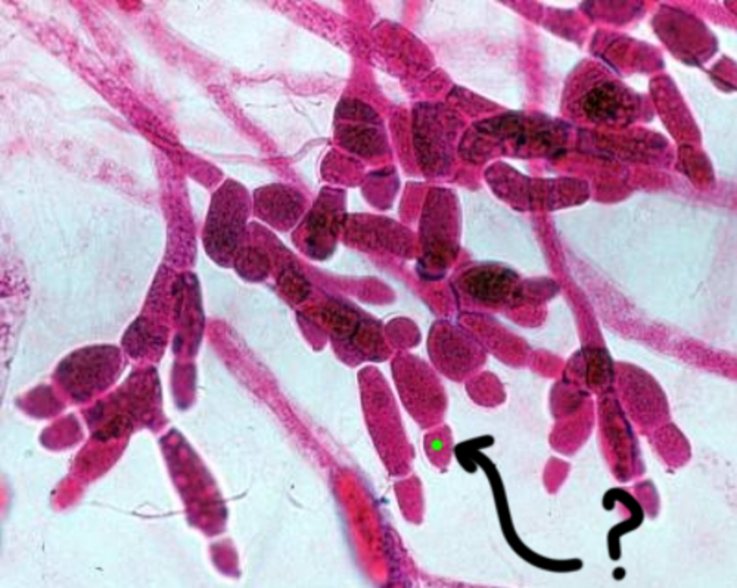 <p>Produces male gametes (sperm cells) and typically smaller in size compared to female gametangia.</p>