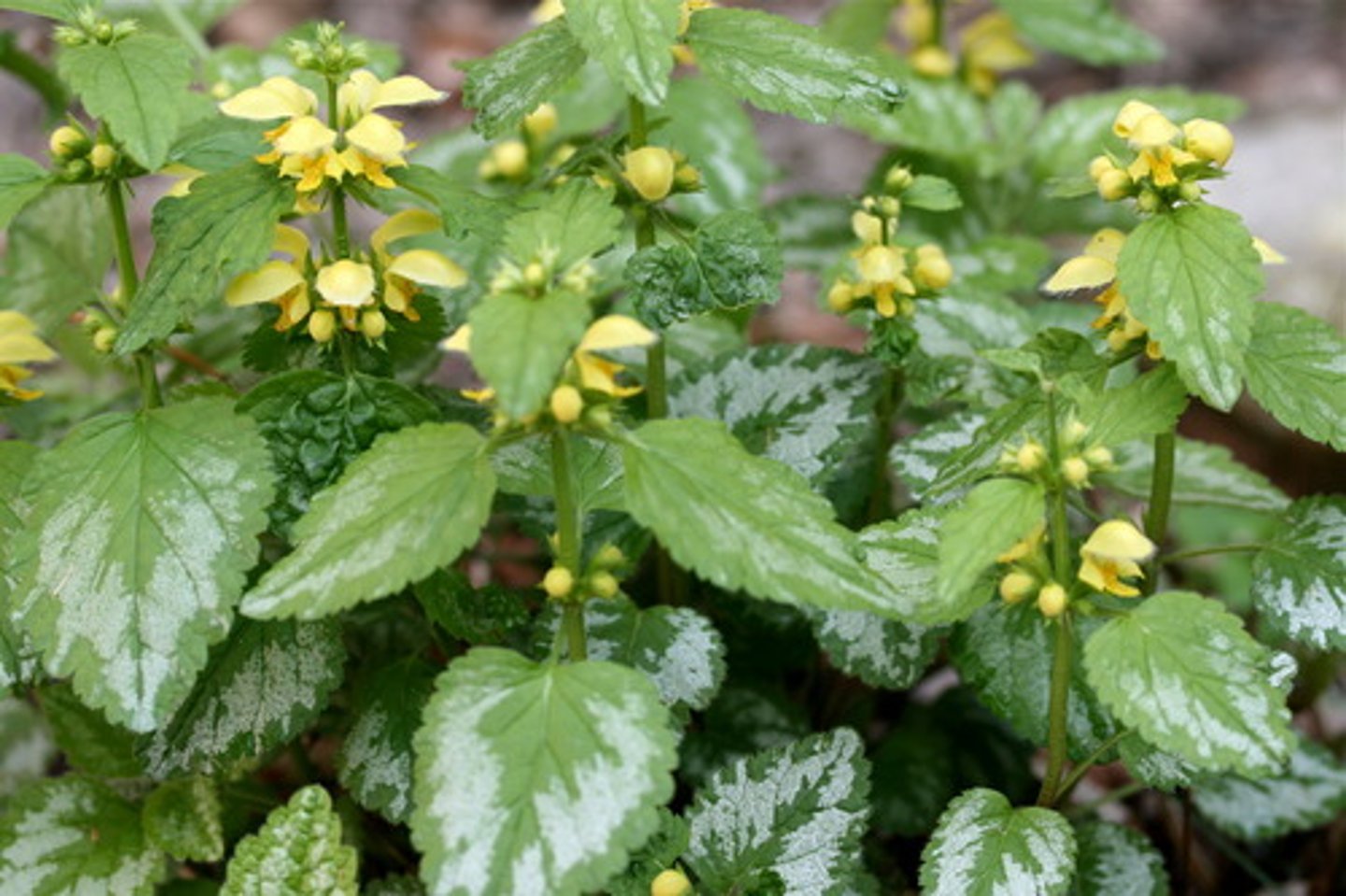 <p>🌿 Feuilles opposées, crénelées, souvent avec taches argentées.</p><p>🌿 Fleurs jaunes, bilabiées, groupées en verticilles.</p><p>🌿 Souvent en tapis dans les sous-bois frais.</p>