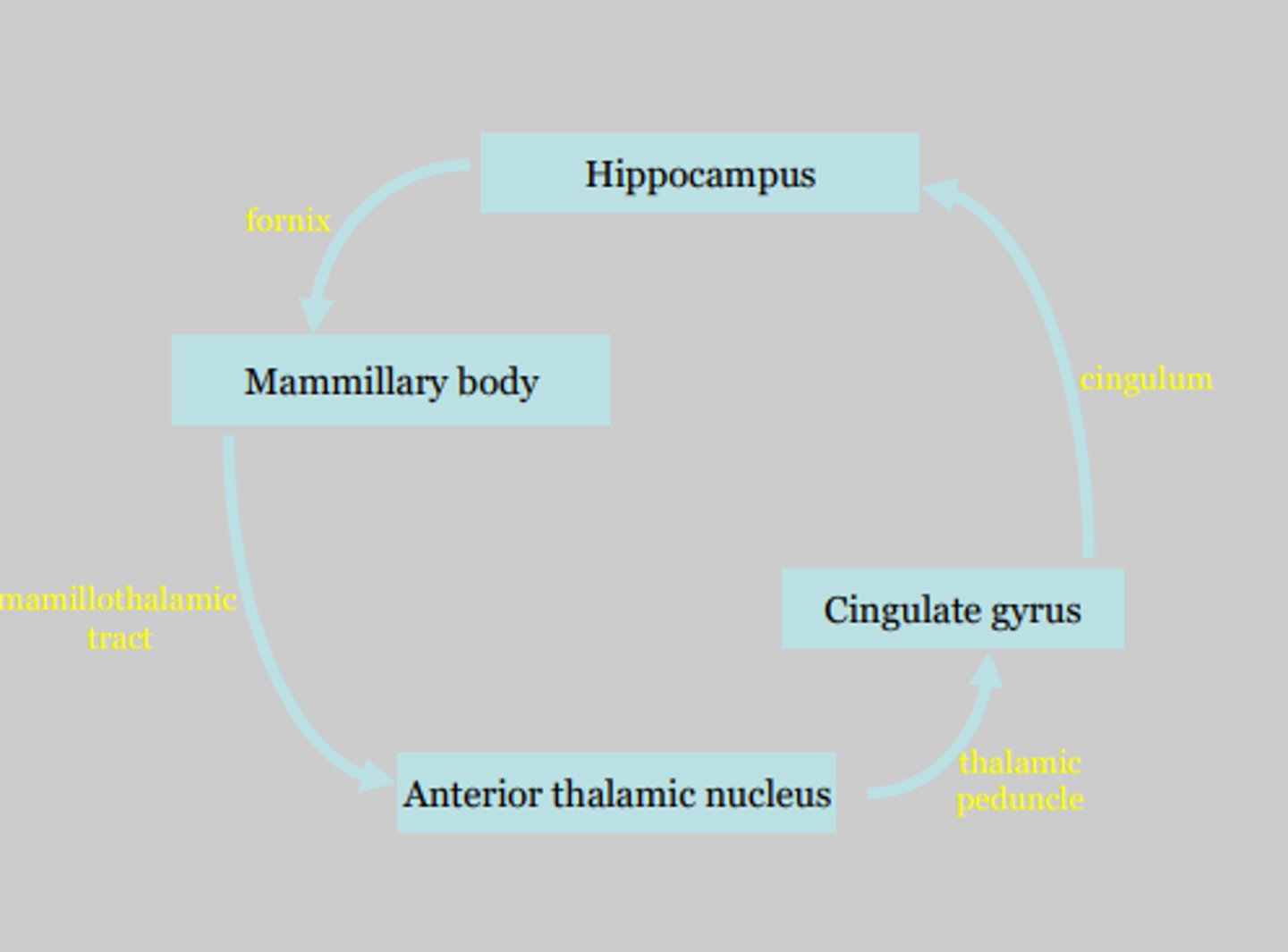 <p>Hippos Find Money At Car Parks Delightfully:</p><p>hippocampus</p><p>fornix</p><p>mammillary bodies</p><p>anterior nuclei of thalamus</p><p>cingulate gyrus</p><p>parahippocampus</p><p>dentate of hippocampus</p>