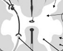 <p>divided into “horns” (dorsal and ventral); some axons but mostly cell bodies</p>