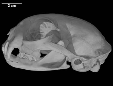 <p>3 upper check teeth</p>