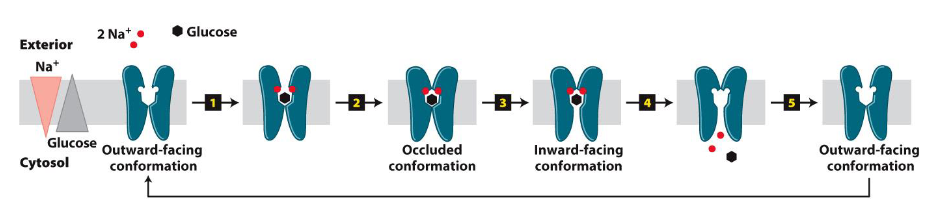 <ul><li><p class="">Simultaneous binding of 2 Na<sup>+</sup> and 1 glucose to the outward-facing transporter</p></li><li><p class="">This binding causes a conformational change to the transporter (occluded conformation)</p></li><li><p class="">The transporter adopts an inward-facing conformation</p></li><li><p class="">The two Na<sup>+</sup> molecules dissociate into the cytosol, pushing glucose into the cell</p></li><li><p class="">The transporter returns to the outward-facing conformation to repeat the cycle</p></li><li><p class="">Called active because glucose moves against its concentration gradient</p></li><li><p class="">No ATP is used directly in this process</p></li><li><p class="">Energy comes from Na⁺ gradient created by the Na⁺/K⁺ ATPase pump, which <strong>does </strong>use ATP</p></li><li><p class="">The transporter is a symporter since both Na⁺ and glucose move in the same direction (into the cell)</p></li></ul><p></p>