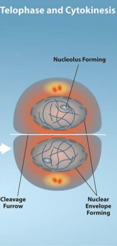 <ul><li><p>chromosomes reach opposite poles and begin to decondense</p></li><li><p>spindles depolymerize into tubulin monomers that will form cytoskeletal repurposed components for daughter cells</p></li><li><p>nuclear envelopes form around the chromosomes</p></li><li><p>nucleosomes appear within the nuclear area</p></li></ul><p></p>