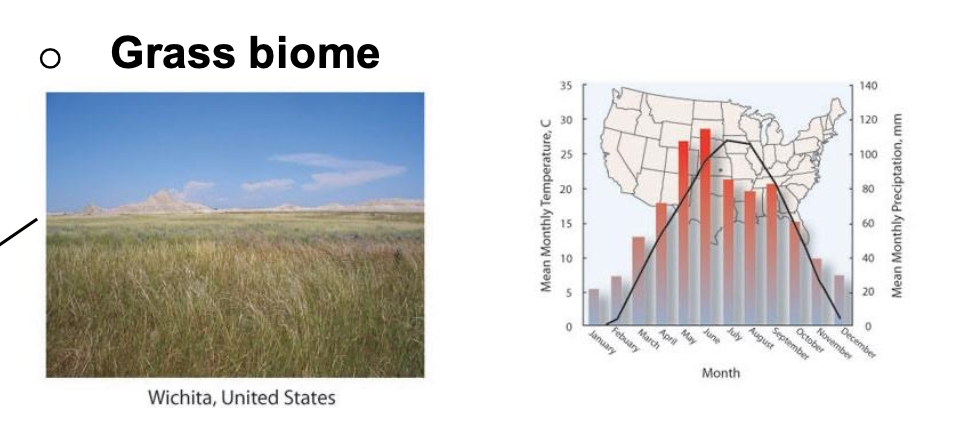 <p>&nbsp;D. Temperate Grassland&nbsp;</p>