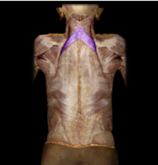 <p>Elevates ribs during forced inhalation.</p>