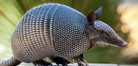 <p>nine-banded armadillo</p>