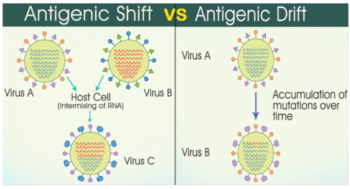 <p>shift: virus A and virus B intermix of RNA to create an all new virus C</p><p>drift: virus A with the accumulation of mutations over time makes virus B </p>