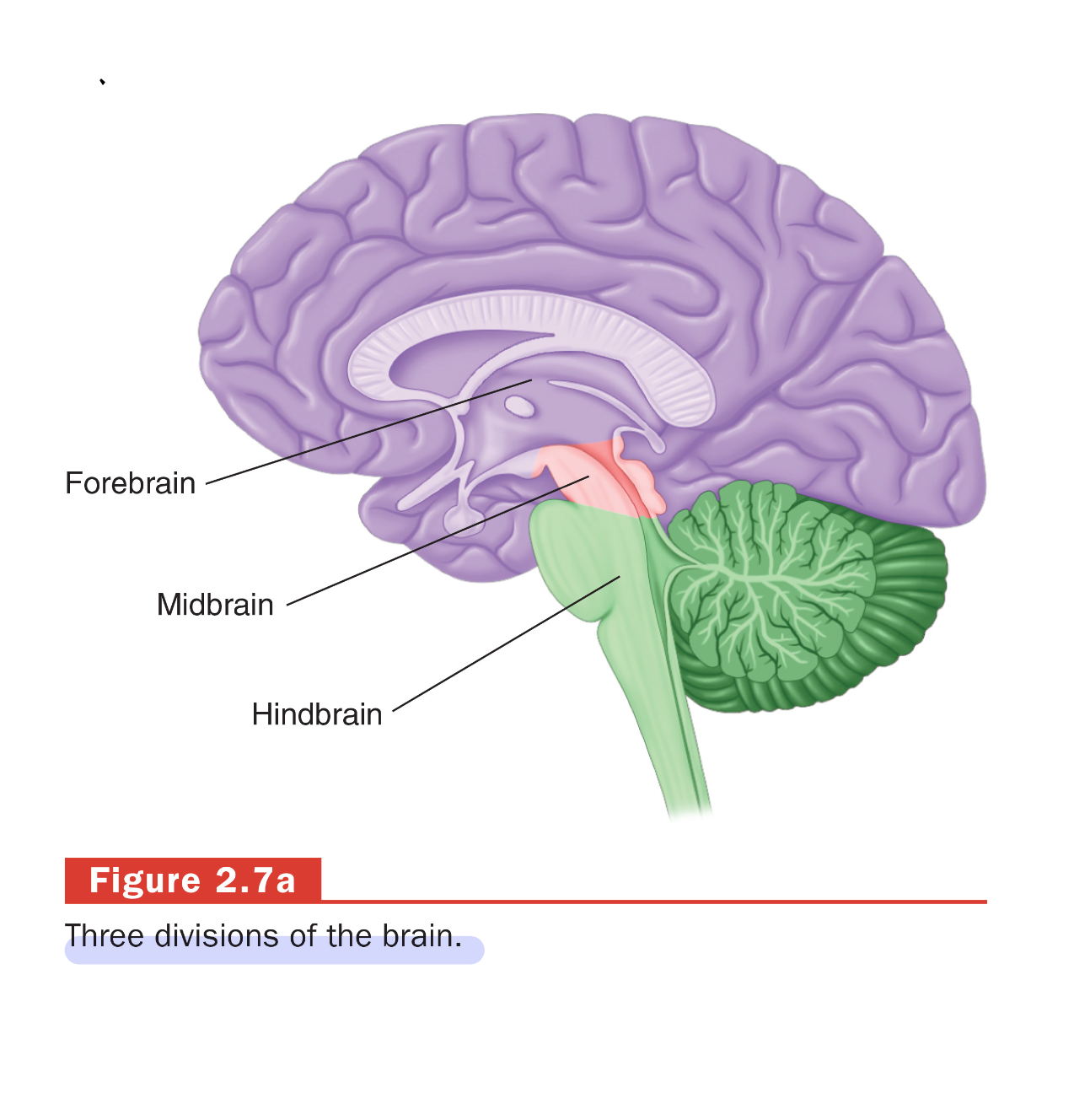 <ul><li><p>Forebrain: responsible for complex cognitive activities, sensory processing, emotional regulation and voluntary motor activities.</p></li><li><p>Midbrain: role for vision, hearing, motor control, sleep/wake cycles and temperature regulation</p></li><li><p>Hindbrain: life-supporting functions such as respiration, heart rate and balance.&nbsp;</p></li></ul><p></p>