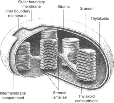<p>Chloroplast</p>