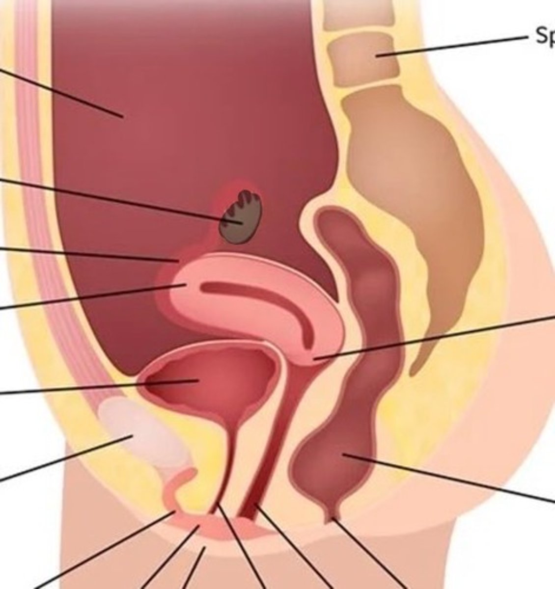 <p>Glands that produce the egg cells and hormones</p>