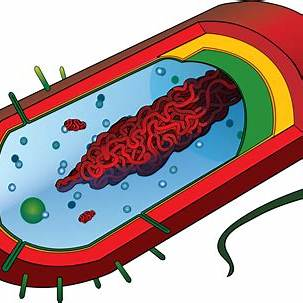 <p>what type of cell is this an label it </p>