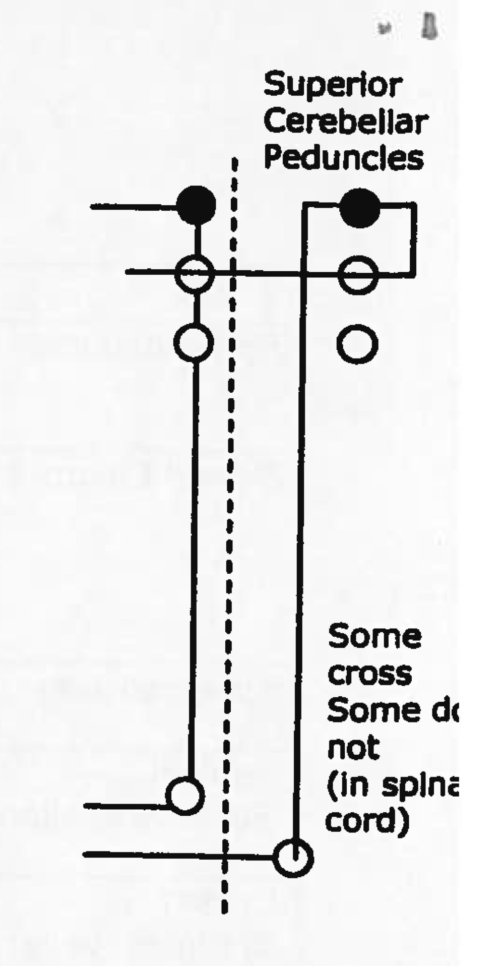 <p>Name tract</p><p>Ascending or descending?</p>