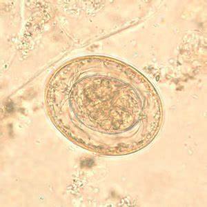 What type of species is this?