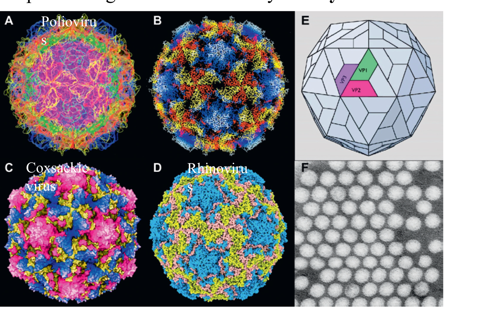<p>X-ray crystallography. The colored images here are computer generated; put together via what X-ray crystallography has allowed us to figure out, showing monomers and arrangement.</p>
