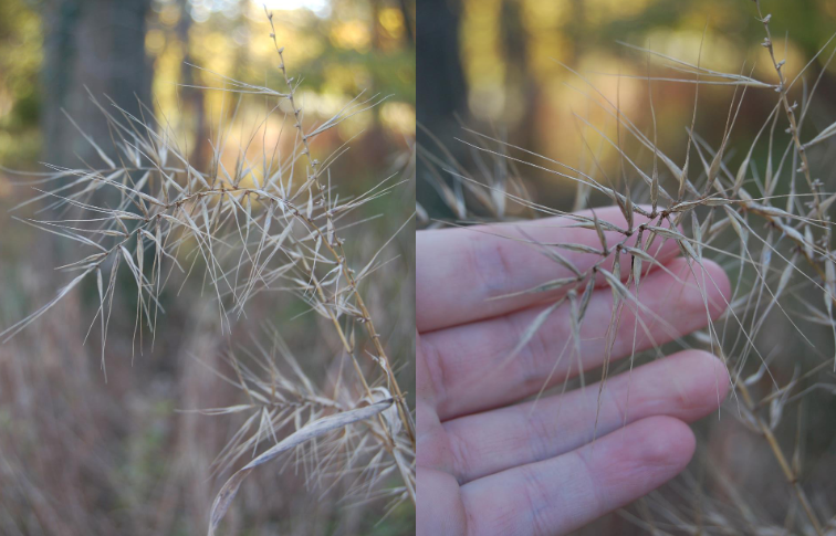<p>spikey needle-like awns, greener foliage at the bottom, cool season</p>