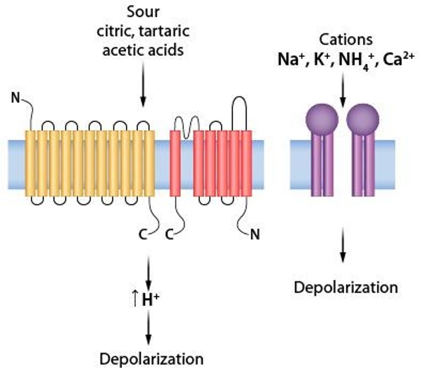 <p>Free H+ ions bind to and block K+ channels, reducing passive movement of K+ in Type III cells.</p>