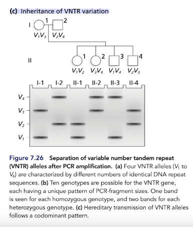 <p>Amplified alleles can be <strong><em>visualized </em></strong>by separating them by size using gel electrophoresis </p>