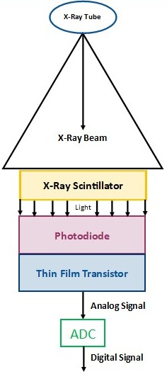 <ol><li><p>Capture: CsI or GaO</p></li><li><p>Coupling: contact layers</p></li><li><p>Collection: <strong>photoiodide a-Si + TFT </strong>or <strong>CCD</strong></p></li></ol><p></p>