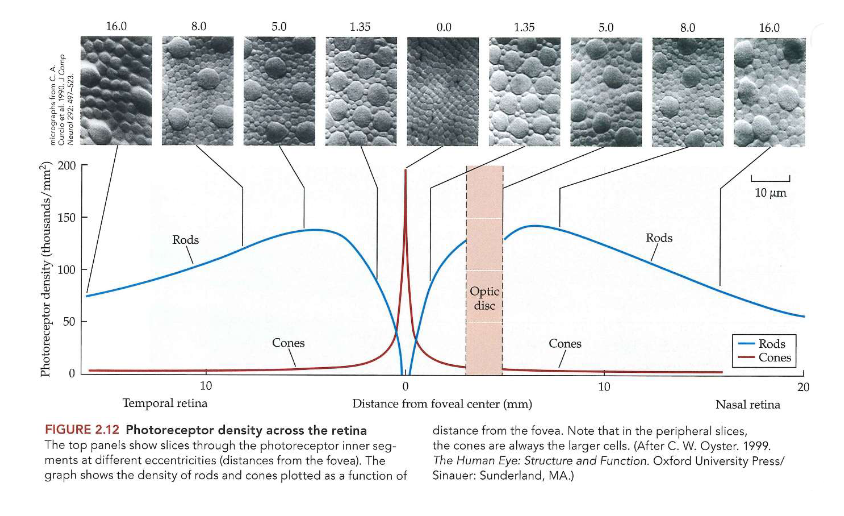 <ul><li><p>algemeen: veel meer staafjes (± 90 miljoen in elk oog) dan kegeltjes (± 4-5 miljoen in elk oog)</p><ul><li><p>2 soorten cellen hebben zeer verschillende geografische verdeling op netvlies</p></li></ul></li><li><p>staafjes:</p><ul><li><p>volledig afwezig in centrum van fovea</p></li><li><p>dichtheid neemt toe tot piek rond 20 graden, neem dan terug af</p></li></ul></li><li><p>kegeltjes:</p><ul><li><p>meest geconcentreerd in centrum van fovea</p><ul><li><p>kegeltjes in foveale centrum: kleiner &amp; dichter opeengepakt dan in andere delen van netvlies</p></li><li><p>gebied bevindt zich direct achter midden van pupil → over visuele hoek (= hoek thv oog) van ± 1 graad</p></li></ul></li><li><p>dichtheid neemt dramatisch af met excentriciteit van netvlies (= afstand tot fovea)</p><ul><li><p>kegeltjes worden groter &amp; schaarser vanaf foveale centrum → kleine cellen die buiten fovea verschijnen zijn staafjes (zijn ongeveer even groot als kegeltjes in fovea)</p></li></ul></li></ul></li></ul><p>→ grote cellen = kegeltjes (behalve op foto 0,0m)</p><p>→ fovea = kuiltje in netvlies dat gespecialiseerd is in zien van fijne details</p><ul><li><p>geen probleem om te bewegen in het donker</p><ul><li><p>komt doordat staafjes voldoende informatie geven voor navigatie</p></li><li><p>geen gat te zien wanneer we met staafjesvrije fovea direct naar een klein object kijken, ook al kan object zelf ‘verdwijnen’</p><ul><li><p>MAAR: gezichtsveld lijkt naadloos te worden ingevuld door omringende netvlies</p></li></ul></li></ul></li></ul><p></p>
