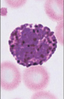 <p>Which cell is pictured?</p>