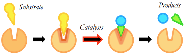 <p>What is the induced fit model?</p>