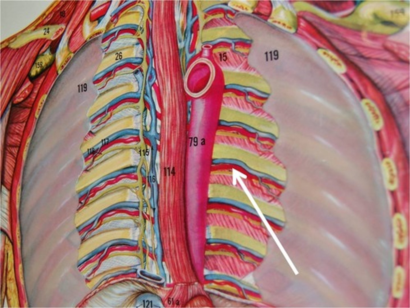 <p>branches off the thoracic aorta</p>