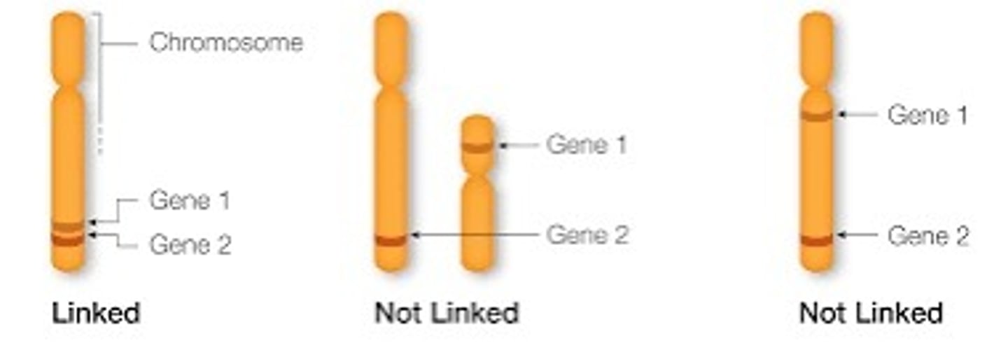 <p>genes on the same chromosome may be inherited together (linked) and belong to a linkage group</p><p>**genes on different chromosomes assort independently</p><p>⇒ frequency of allele recombination in offspring can be used to determine if genes are linked</p>