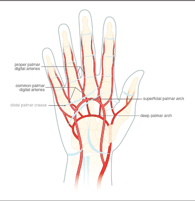 <p>distal, as the fingers and toes are located at the farthest ends of the limbs from the point of attachment. Referring to the fingers or toes.</p>