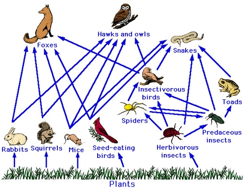 <p>a food web consists of all the food chains in a single ecosystem. (arrows up)</p>