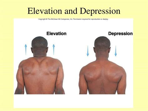 <p>Depression is the movement that involves moving an elevated body part inferiorly. It is the opposite movement of elevation.</p>