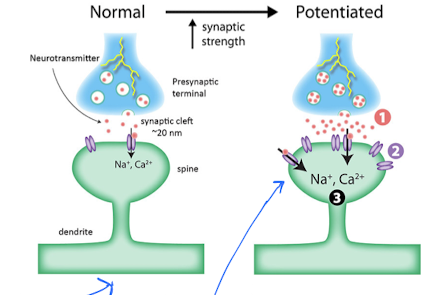 <p>Synapse strength </p>