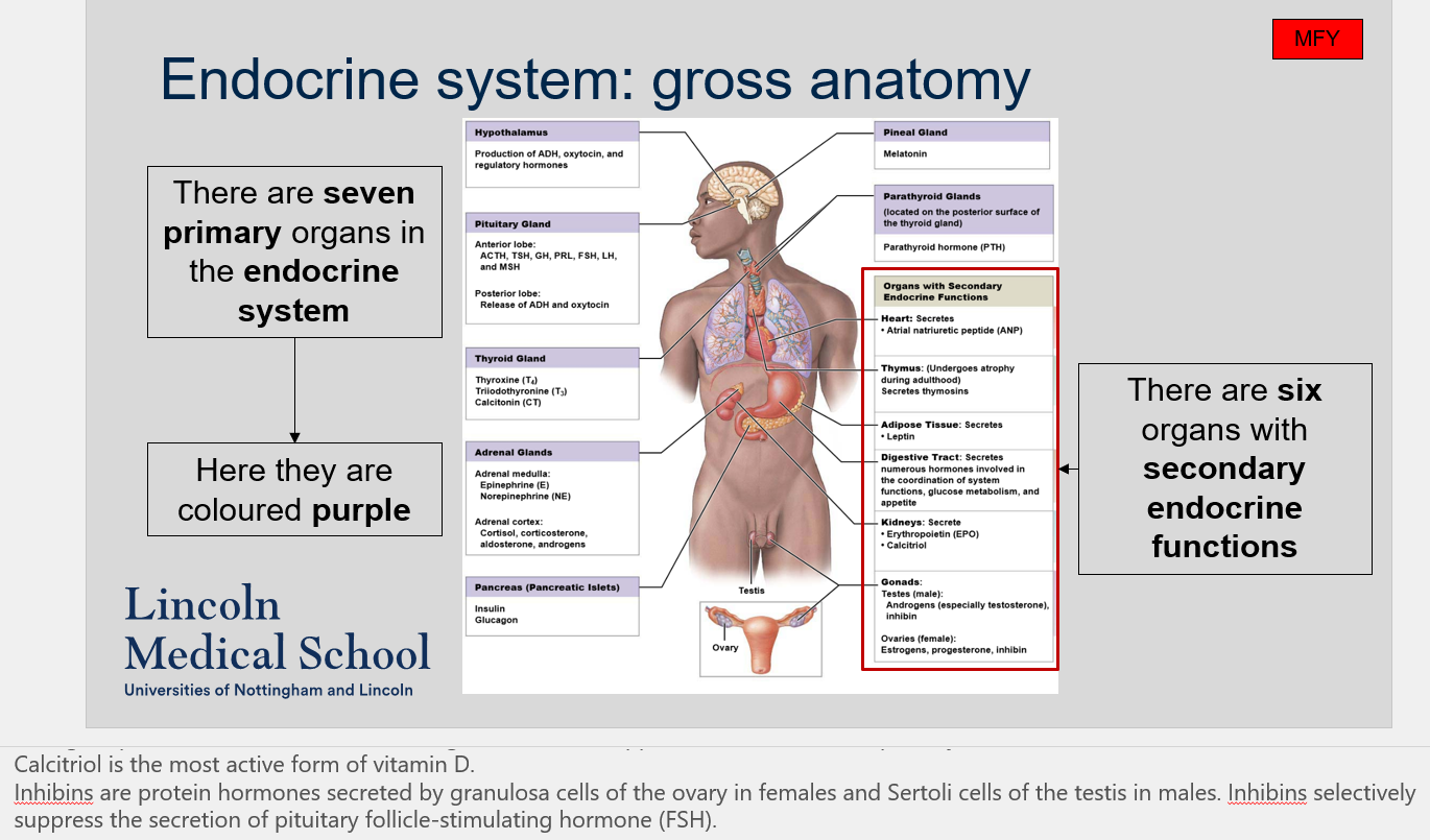 Inhibins are protein hormones secreted by granulosa cells in females and Sertoli cells in males. They selectively suppress the secretion of pituitary follicle-stimulating hormone (FSH). 