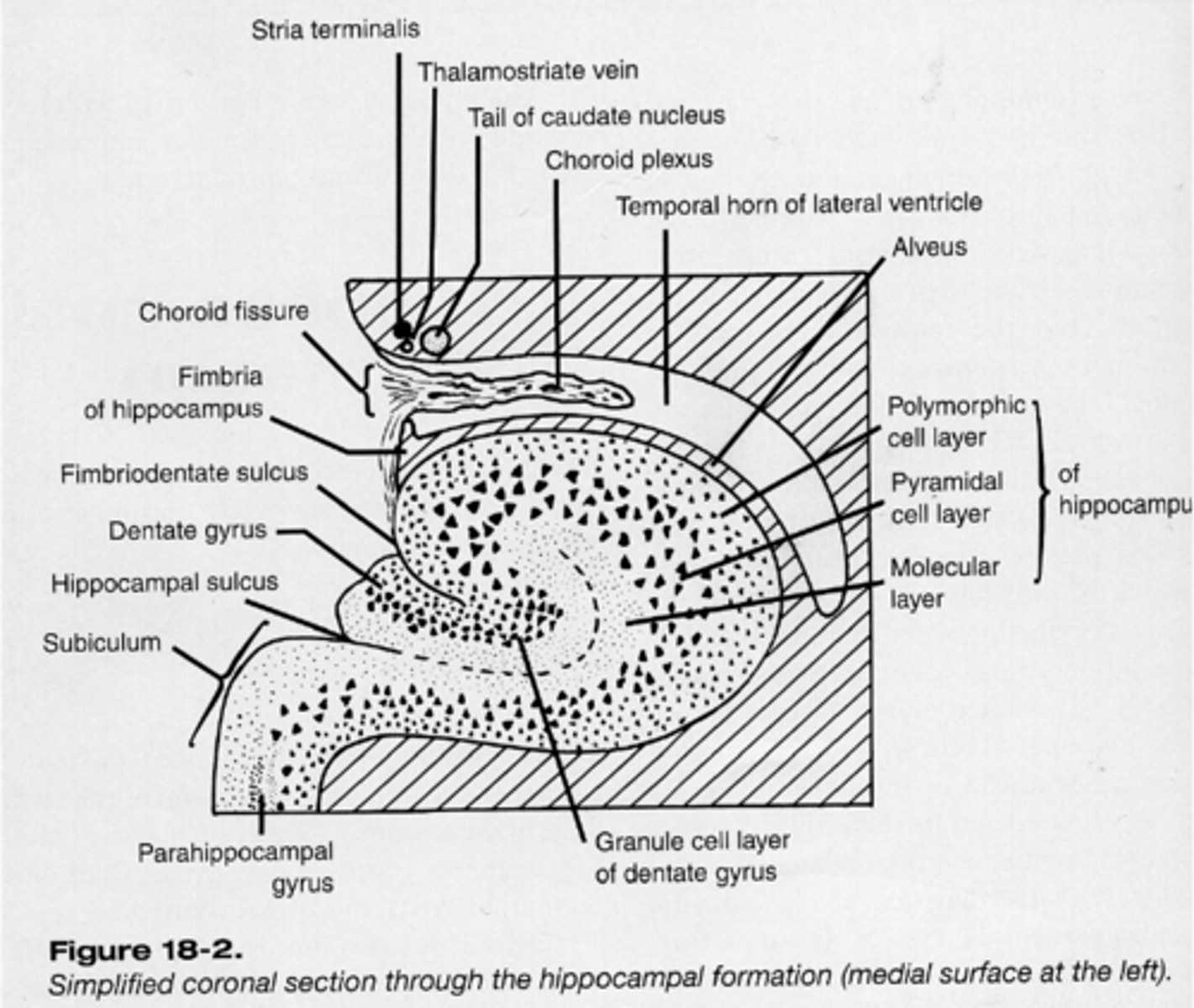 <p>The hippocampus inputs from _____________ _______ and beyond and outputs to _____ _________</p>
