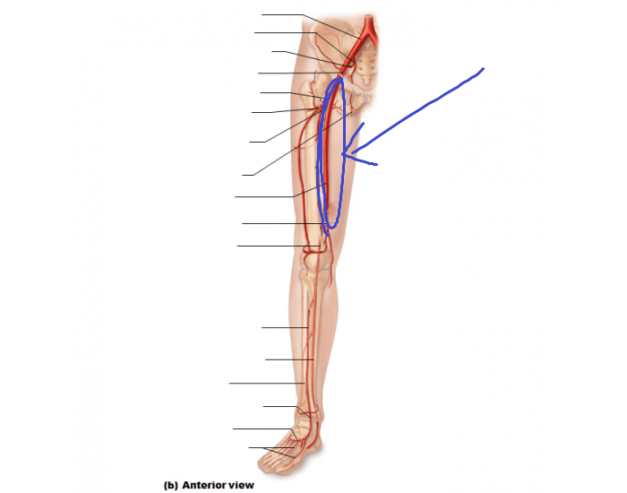 <p>the external iliac artery is called this after it passes the level of the inguinal ligament</p>