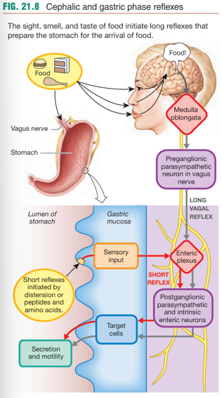 <p>before food arrives:</p><ol><li><p>digestive activty in the stomach begins with the long vagal reflex of the cephalic phase</p></li></ol><p>when food enters the stomach:</p><ol start="2"><li><p>stimuli in the gastric lumen initiate a series of short reflexes — the gastric phase</p><ul><li><p>digestion of the stomach  and the presence of amino peptides or amino acids in the lumen activate endocrine cells and enteric neurons</p></li></ul></li></ol><p></p>